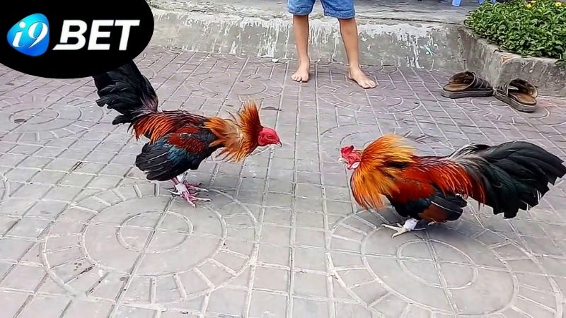 Đá Gà I9BET - Sân Trình Diễn Của Những Chiến Kê Máu Lửa 3 huong-dan-cach-thuc-de-gia-nhap-vao-dat-cuoc-tai-da-ga-i9bet
