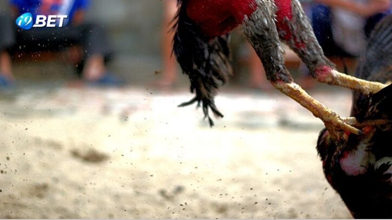 Đá Gà Thomo Campuchia - Hình thức giải trí hấp dẫn tại Đông Nam Á 2 da-ga-thomo-campuchia-1